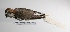  (Charadrius falklandicus - MACN-Or-ct 144)  @13 [ ] Copyright (2012) MACN Museo Argentino de Ciencias Naturales "Bernardino Rivadavia"