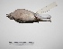  ( - MACN-Or-ct 1451)  @12 [ ] Copyright (2012) MACN Museo Argentino de Ciencias Naturales "Bernardino Rivadavia"