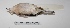  ( - MACN-Or-ct 1484)  @12 [ ] Copyright (2012) MACN Museo Argentino de Ciencias Naturales "Bernardino Rivadavia"