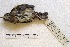  ( - MACN-Or-ct 1495)  @13 [ ] Copyright (2014) MACN Museo Argentino de Ciencias Naturales, Bernardino Rivadavia