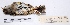  ( - MACN-Or-ct 1496)  @13 [ ] Copyright (2012) MACN Museo Argentino de Ciencias Naturales "Bernardino Rivadavia"