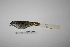  ( - MACN-Or-ct 1585)  @12 [ ] Copyright (2012) MACN Museo Argentino de Ciencias Naturales "Bernardino Rivadavia"