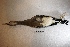  ( - MACN-Or-ct 1589)  @12 [ ] Copyright (2014) MACN Museo Argentino de Ciencias Naturales, Bernardino Rivadavia