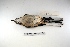  (Mimus triurus - MACN-Or-ct 1608)  @14 [ ] Copyright (2012) MACN Museo Argentino de Ciencias Naturales "Bernardino Rivadavia"