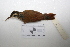  ( - MACN-Or-ct 1665)  @13 [ ] Copyright (2012) MACN Museo Argentino de Ciencias Naturales "Bernardino Rivadavia"