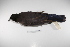  ( - MACN-Or-ct 1674)  @12 [ ] Copyright (2012) MACN Museo Argentino de Ciencias Naturales "Bernardino Rivadavia"
