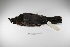 ( - MACN-Or-ct 1674)  @13 [ ] Copyright (2012) MACN Museo Argentino de Ciencias Naturales "Bernardino Rivadavia"