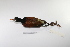  (Jacana jacana - MACN-Or-ct 1675)  @13 [ ] Copyright (2012) MACN Museo Argentino de Ciencias Naturales "Bernardino Rivadavia"