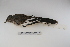  ( - MACN-Or-ct 1680)  @14 [ ] Copyright (2012) MACN Museo Argentino de Ciencias Naturales "Bernardino Rivadavia"