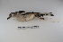  ( - MACN-Or-ct 1680)  @13 [ ] Copyright (2012) MACN Museo Argentino de Ciencias Naturales "Bernardino Rivadavia"