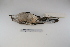  ( - MACN-Or-ct 1680)  @13 [ ] Copyright (2012) MACN Museo Argentino de Ciencias Naturales "Bernardino Rivadavia"