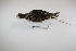  ( - MACN-Or-ct 1734)  @13 [ ] Copyright (2012) MACN Museo Argentino de Ciencias Naturales "Bernardino Rivadavia"