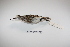  ( - MACN-Or-ct 1734)  @12 [ ] Copyright (2012) MACN Museo Argentino de Ciencias Naturales "Bernardino Rivadavia"