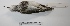  (Calidris melanotos - MACN-Or-ct 1745)  @14 [ ] Copyright (2012) MACN Museo Argentino de Ciencias Naturales "Bernardino Rivadavia"