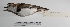  (Charadrius collaris - MACN-Or-ct 1751)  @13 [ ] Copyright (2012) MACN Museo Argentino de Ciencias Naturales "Bernardino Rivadavia"