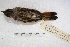  ( - MACN-Or-ct 1882)  @13 [ ] Copyright (2014) MACN Museo Argentino de Ciencias Naturales, Bernardino Rivadavia