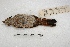  ( - MACN-Or-ct 1882)  @12 [ ] Copyright (2014) MACN Museo Argentino de Ciencias Naturales, Bernardino Rivadavia