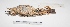  ( - MACN-Or-ct 1884)  @12 [ ] Copyright (2012) MACN Museo Argentino de Ciencias Naturales "Bernardino Rivadavia"