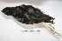  ( - MACN-Or-ct 1925)  @13 [ ] Copyright (2014) MACN Museo Argentino de Ciencias Naturales, Bernardino Rivadavia