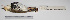  ( - MACN-Or-ct 1981)  @13 [ ] Copyright (2012) MACN Museo Argentino de Ciencias Naturales "Bernardino Rivadavia"