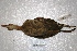  ( - MACN-Or-ct 2073)  @12 [ ] Copyright (2014) MACN Museo Argentino de Ciencias Naturales, Bernardino Rivadavia