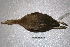  ( - MACN-Or-ct 2074)  @13 [ ] Copyright (2014) MACN Museo Argentino de Ciencias Naturales, Bernardino Rivadavia