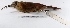  ( - MACN-Or-ct 2092)  @13 [ ] Copyright (2012) MACN Museo Argentino de Ciencias Naturales "Bernardino Rivadavia"