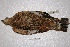  ( - MACN-Or-ct 2095)  @12 [ ] Copyright (2014) MACN Museo Argentino de Ciencias Naturales, Bernardino Rivadavia