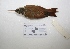  ( - MACN-Or-ct 2117)  @13 [ ] Copyright (2012) MACN Museo Argentino de Ciencias Naturales "Bernardino Rivadavia"