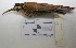  ( - MACN-Or-ct 2136)  @13 [ ] Copyright (2012) MACN Museo Argentino de Ciencias Naturales "Bernardino Rivadavia"