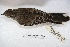  ( - MACN-Or-ct 2148)  @13 [ ] Copyright (2014) MACN Museo Argentino de Ciencias Naturales, Bernardino Rivadavia