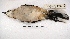 ( - MACN-Or-ct 2148)  @13 [ ] Copyright (2014) MACN Museo Argentino de Ciencias Naturales, Bernardino Rivadavia
