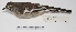  ( - MACN-Or-ct 2166)  @13 [ ] Copyright (2012) MACN Museo Argentino de Ciencias Naturales "Bernardino Rivadavia"