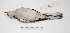  ( - MACN-Or-ct 2169)  @13 [ ] Copyright (2012) MACN Museo Argentino de Ciencias Naturales "Bernardino Rivadavia"