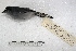  ( - MACN-Or-ct 2172)  @13 [ ] Copyright (2014) MACN Museo Argentino de Ciencias Naturales, Bernardino Rivadavia