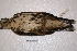  ( - MACN-Or-ct 2352)  @12 [ ] Copyright (2014) MACN Museo Argentino de Ciencias Naturales, Bernardino Rivadavia