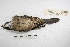  ( - MACN-Or-ct 2397)  @12 [ ] Copyright (2014) MACN Museo Argentino de Ciencias Naturales, Bernardino Rivadavia