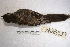  ( - MACN-Or-ct 256)  @13 [ ] Copyright (2014) MACN Museo Argentino de Ciencias Naturales, Bernardino Rivadavia