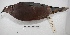  ( - MACN-Or-ct 2664)  @13 [ ] Copyright (2014) MACN Museo Argentino de Ciencias Naturales, Bernardino Rivadavia