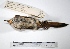  ( - MACN-Or-ct 2676)  @12 [ ] Copyright (2012) MACN Museo Argentino de Ciencias Naturales "Bernardino Rivadavia"