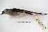  ( - MACN-Or-ct 268)  @13 [ ] Copyright (2014) MACN Museo Argentino de Ciencias Naturales, Bernardino Rivadavia