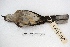  ( - MACN-Or-ct 268)  @12 [ ] Copyright (2014) MACN Museo Argentino de Ciencias Naturales, Bernardino Rivadavia