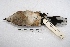  ( - MACN-Or-ct 2709)  @12 [ ] Copyright (2014) MACN Museo Argentino de Ciencias Naturales, Bernardino Rivadavia