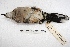  ( - MACN-Or-ct 2807)  @12 [ ] Copyright (2014) MACN Museo Argentino de Ciencias Naturales, Bernardino Rivadavia