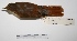  ( - MACN-Or-ct 2841)  @13 [ ] Copyright (2012) MACN Museo Argentino de Ciencias Naturales "Bernardino Rivadavia"