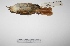  ( - MACN-Or-ct 2841)  @13 [ ] Copyright (2012) MACN Museo Argentino de Ciencias Naturales "Bernardino Rivadavia"