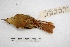  ( - MACN-Or-ct 2847)  @12 [ ] Copyright (2014) MACN Museo Argentino de Ciencias Naturales, Bernardino Rivadavia