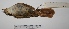  ( - MACN-Or-ct 2855)  @12 [ ] Copyright (2012) MACN Museo Argentino de Ciencias Naturales "Bernardino Rivadavia"