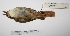  ( - MACN-Or-ct 2858)  @13 [ ] Copyright (2012) MACN Museo Argentino de Ciencias Naturales "Bernardino Rivadavia"