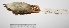  ( - MACN-Or-ct 2862)  @13 [ ] Copyright (2012) MACN Museo Argentino de Ciencias Naturales "Bernardino Rivadavia"